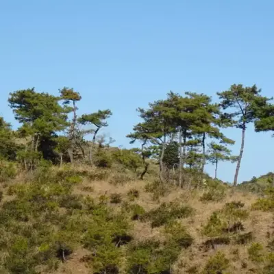 Trees Cannot Keep Up with Climate Change, Study Finds