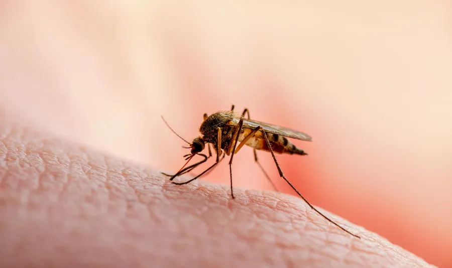Mosquito Surge Continues in Mumbai, BMC’s Efforts Proving Inadequate