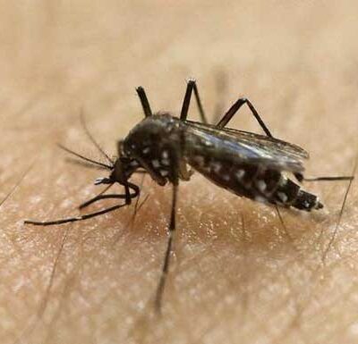 Culex Mosquito Plagues Mumbai Suburbs, BMC Set to Act in March