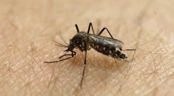 Culex Mosquito Plagues Mumbai Suburbs, BMC Set to Act in March