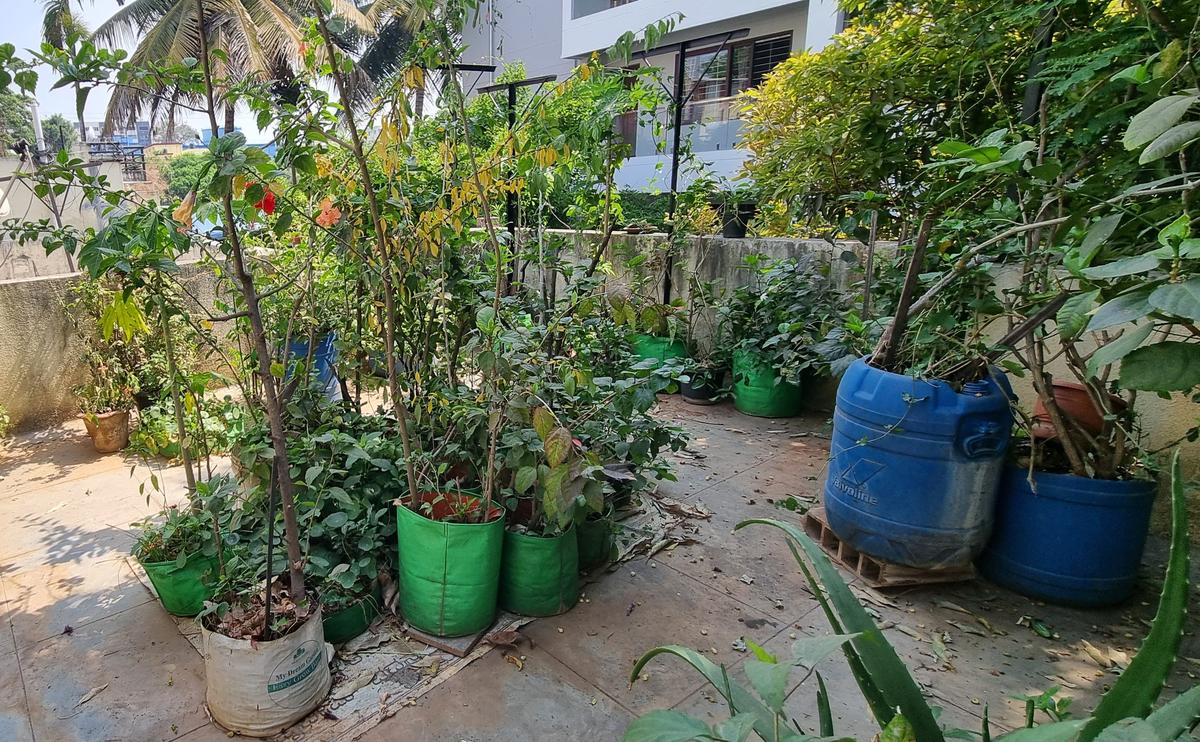 Bengaluru Parks Stay Green with Treated Water and publish