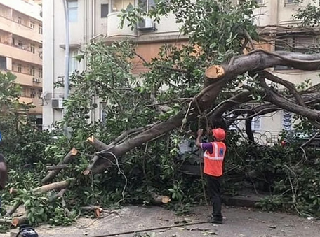 BMC Takes Action Against Dangerous Trees After Heatwave