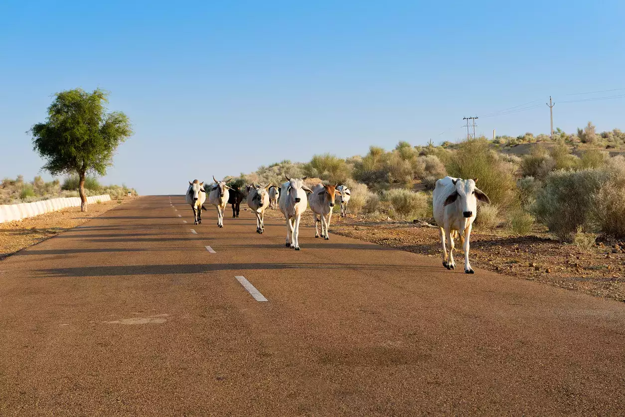 India Proposes Cattle Shelters on Highways