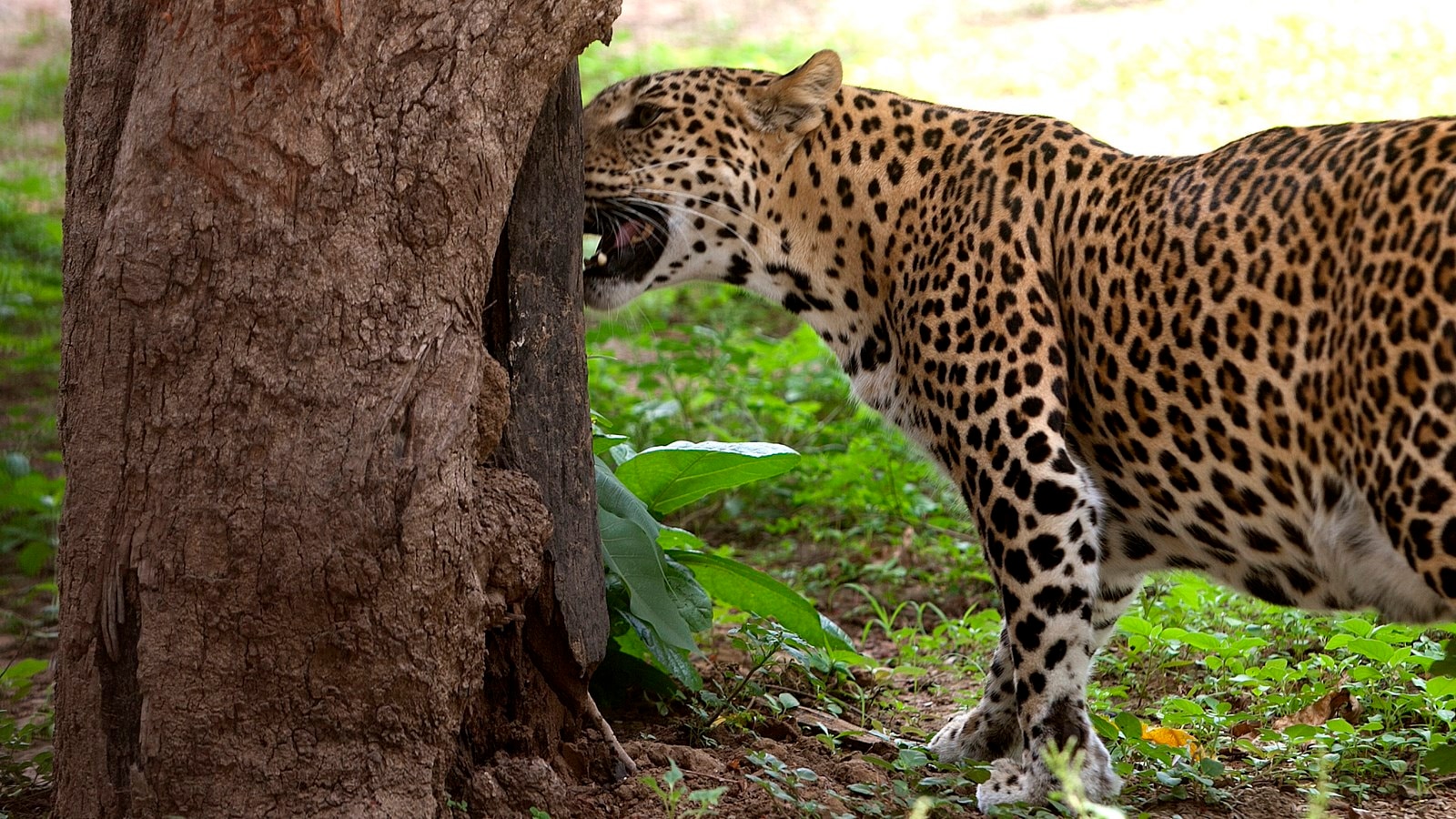 Human Leopard Conflicts Surge in Pune’s Junnar Region