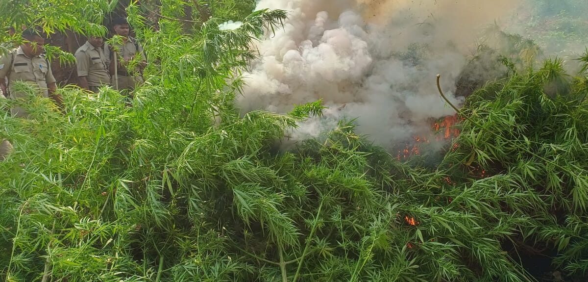 Authorities destroy cannabis fields in Dhule