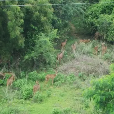 Hyderabad Faces Growing Concerns Over Loss of Urban Green Patches