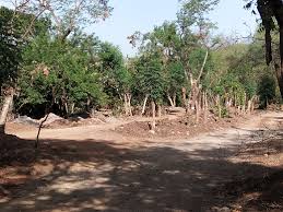 Pune Residents Rally to Protect Biodiversity Parks