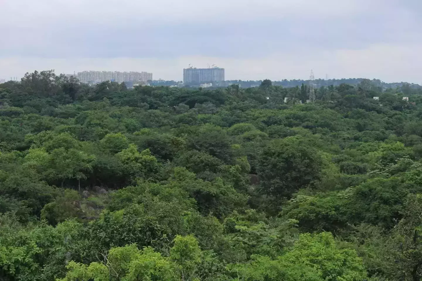 Telangana Proposes Eco Park Over University Land