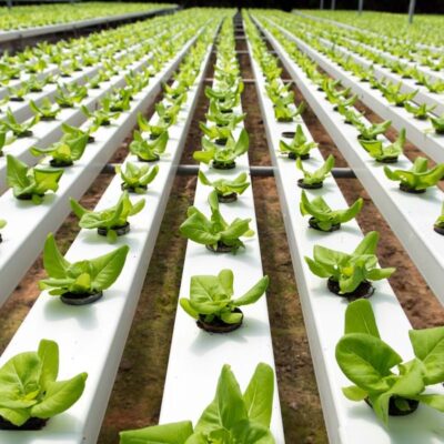 Vertical Farming: India’s Future for Sustainable Food Production