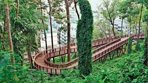 Malabar Hill Trees Get Proactive Monsoon Care