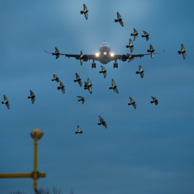 Ulwe Bird Attracting Activities Near Airport