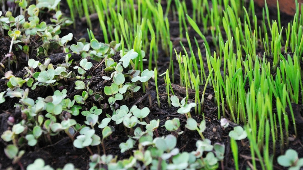 India microgreens market expands as startups tap into growing demand for healthy diets