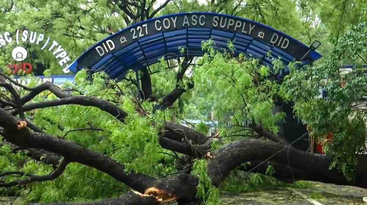 Delhi Tree Crisis Sparks Environmental Outcry