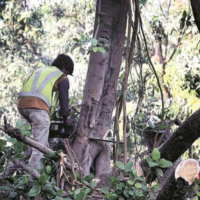 Over 74,000 Trees Cut for Kerala Highway, Few Replanted So Far