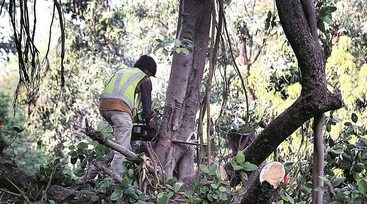 Over 74,000 Trees Cut for Kerala Highway, Few Replanted So Far