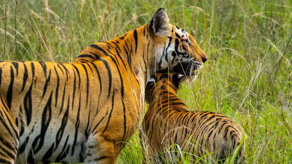 Karnataka Sanctuary Loses Five Tigers to Suspected Poison