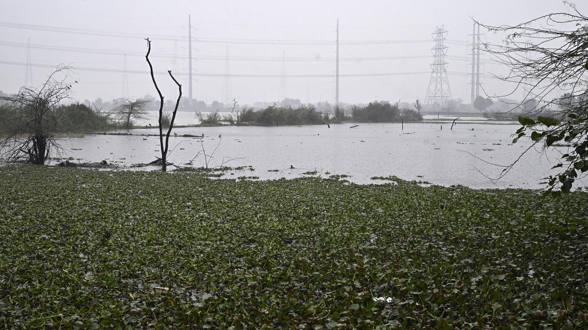 Delhi Faces Wetlands Crisis Amid Dispute Over Water Bodies and Low-Lying Land