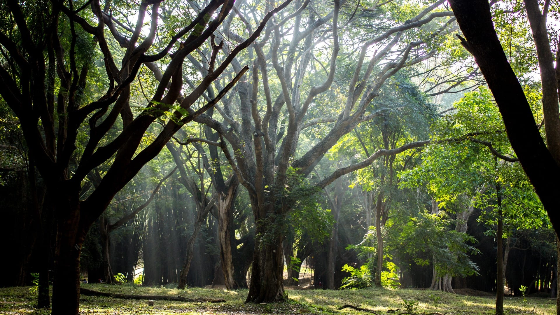 Indore Tree Loss Linked To Rising Urban Heat