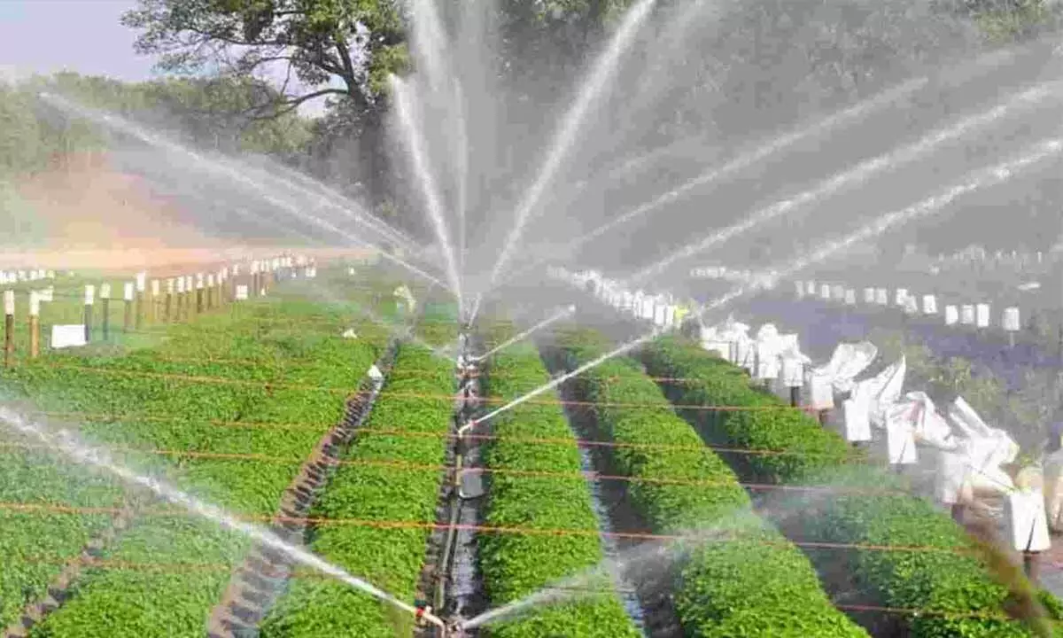 Andhra Farmers Celebrate Water Boost Via Godavari-Krishna Interlinking Project