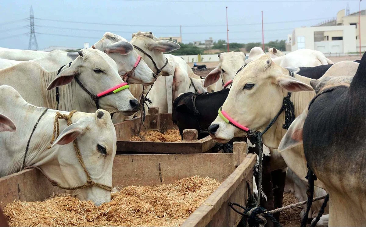 Srinagar gets ₹300 crore under PMMSY for dairy, fisheries boost