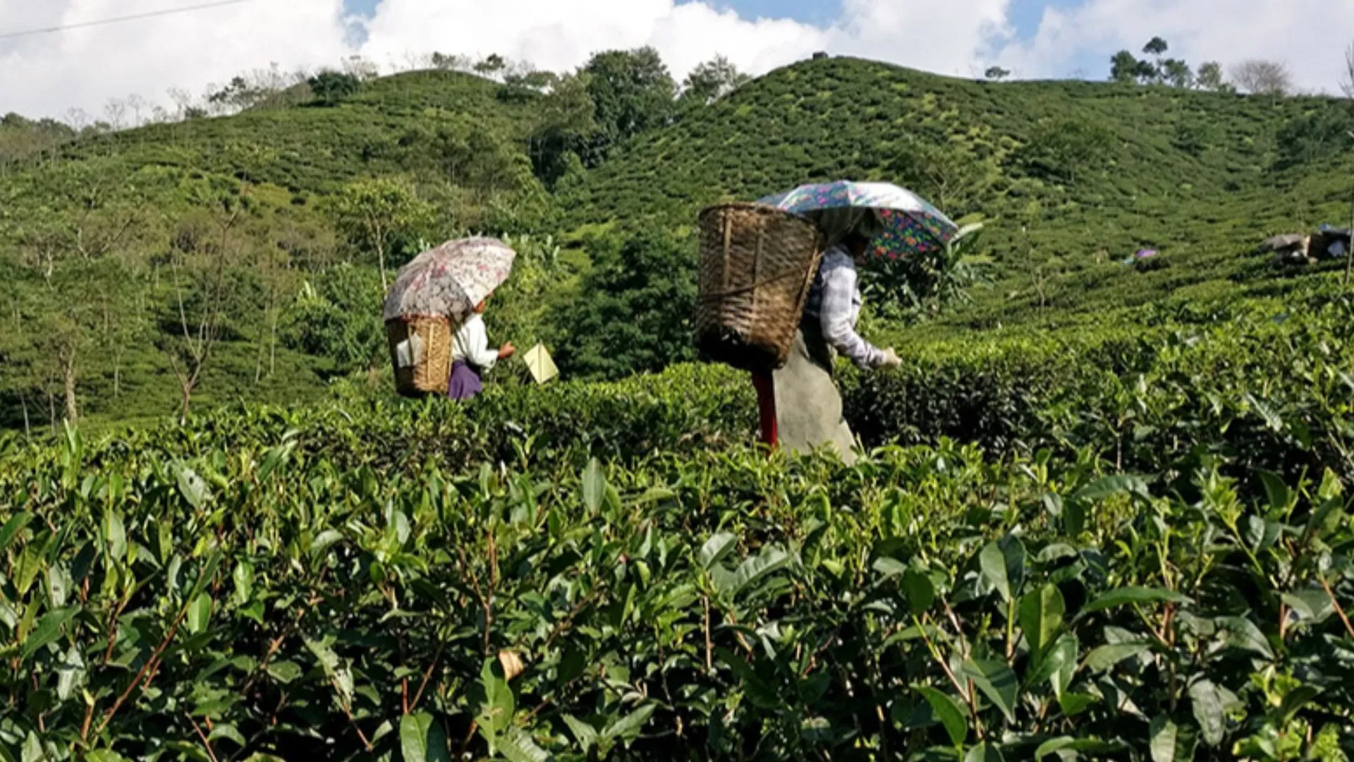 Kalimpong Farmers Shift to Coffee as New Crop Gains Global Fame