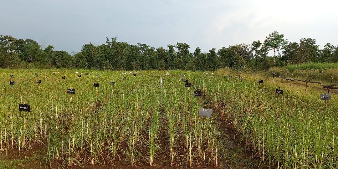 Nagpur Fertiliser Demand Surge Signals Panic Buying Trend