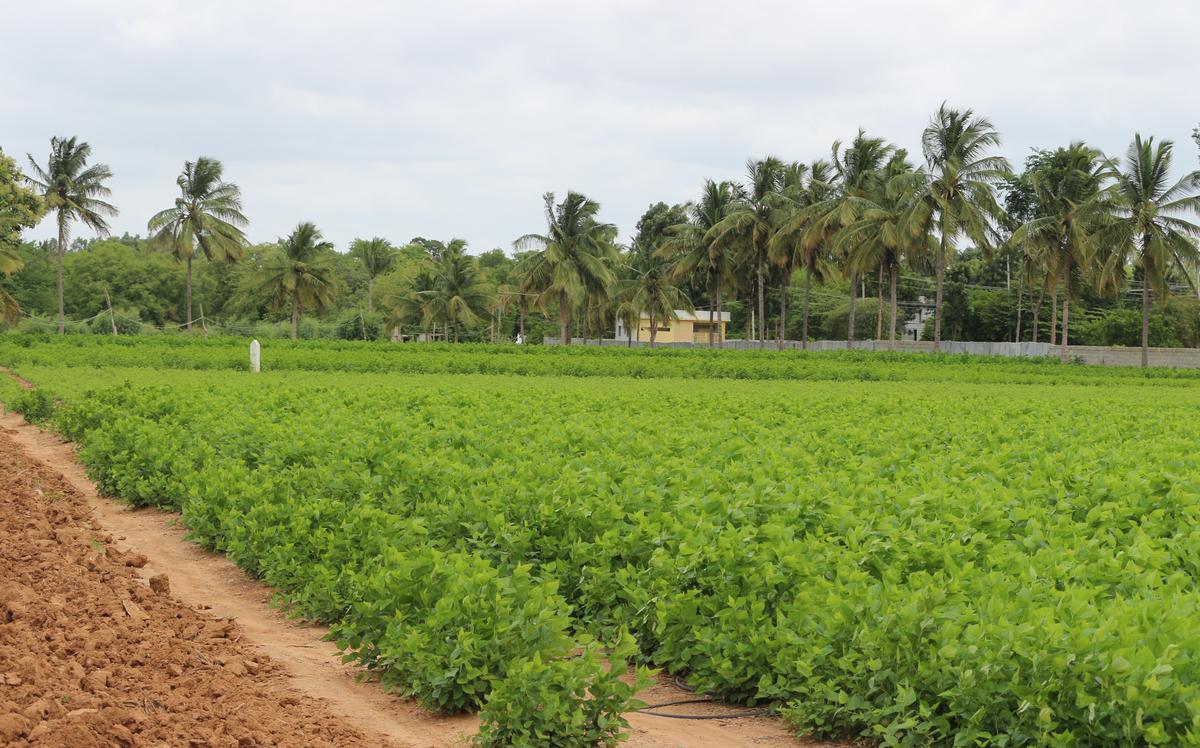 Devanahalli Farmers Win Land Battle as Karnataka Halts Acquisition
