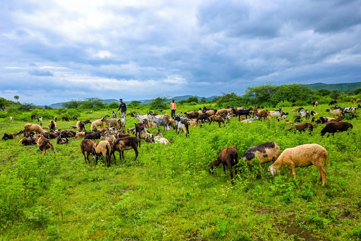 Vidarbha Secures Over Rs4 Crore For Nature Conservation
