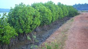 Mumbai mangrove sediments contain 6,730 microplastic particles per kg