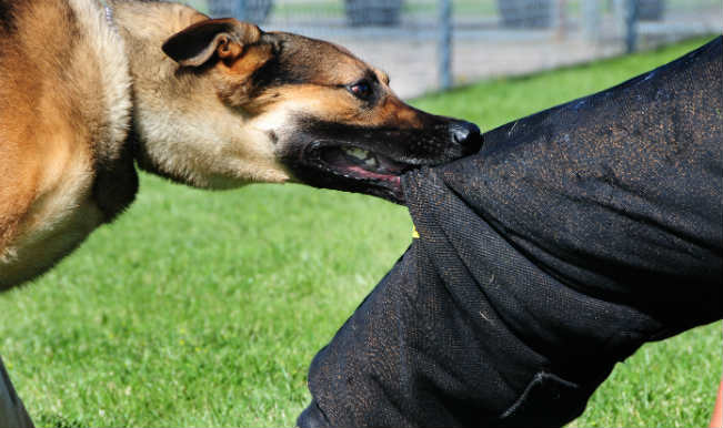 Pune Records 65000 Dog Bite Cases in Three Years Amid Stray Crisis