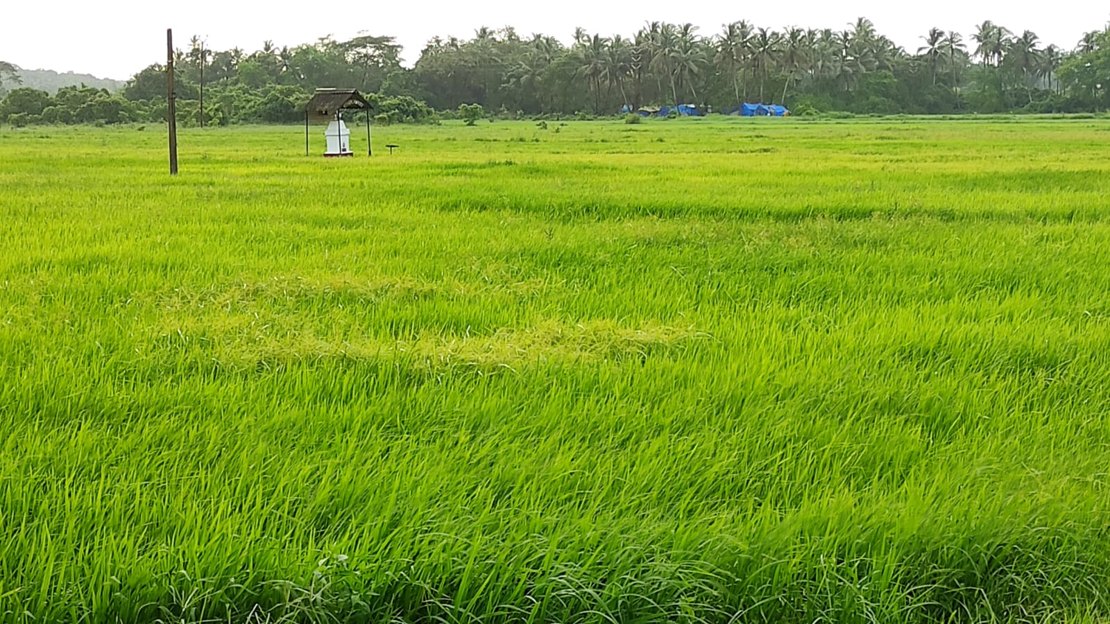 Panaji Court Ruling Upholds Agricultural Land Protection in Goa