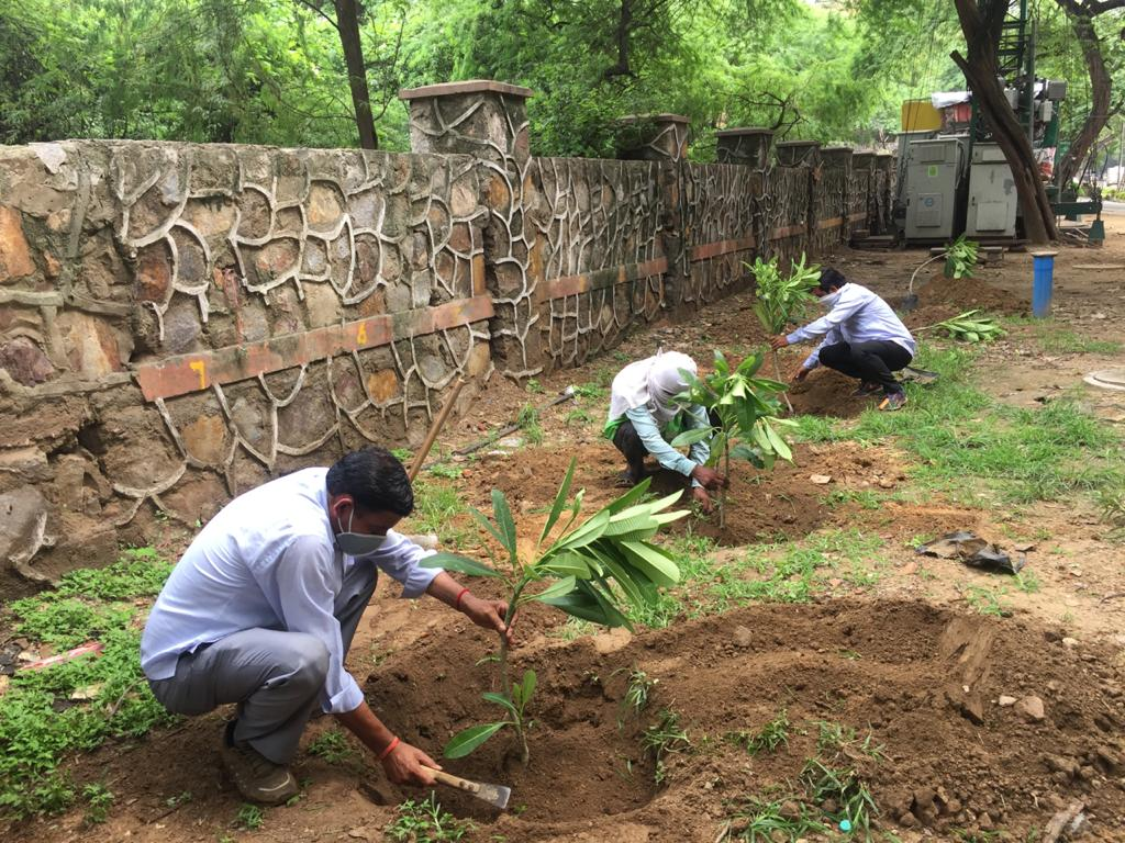 Greater Noida Undertakes Widespread Replantation Drive After Summer Sapling Losses