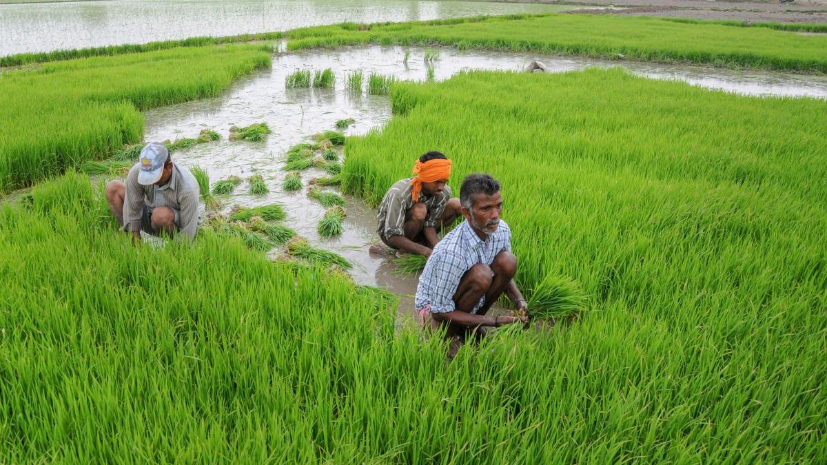 Kozhikode Farmers Face ₹44 Crore Crop Loss After Heavy Monsoon Rains