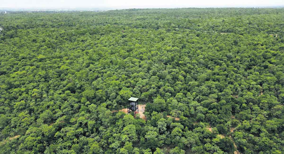 Hyderabad Forest Clearance Sparks Supreme Court Concern Over Bulldozers And Sustainability