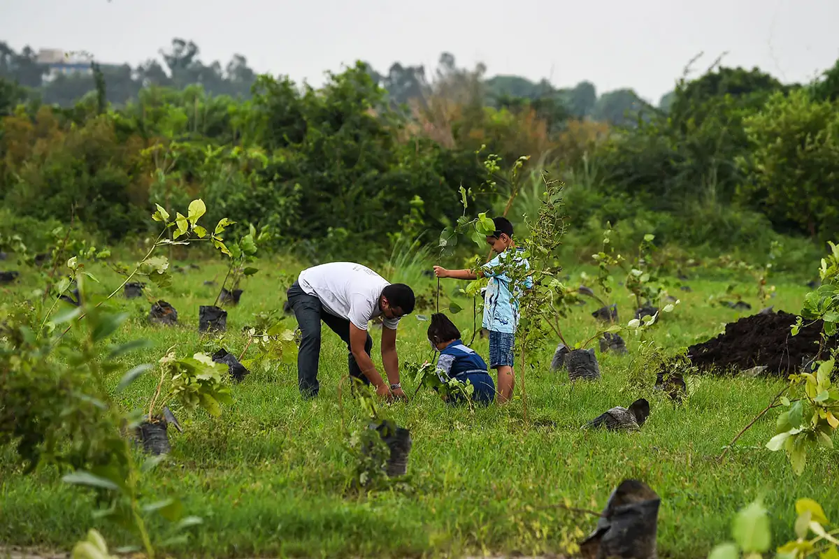 Hull Tree Drive Plants 368,000 Saplings To Combat Climate Crisis