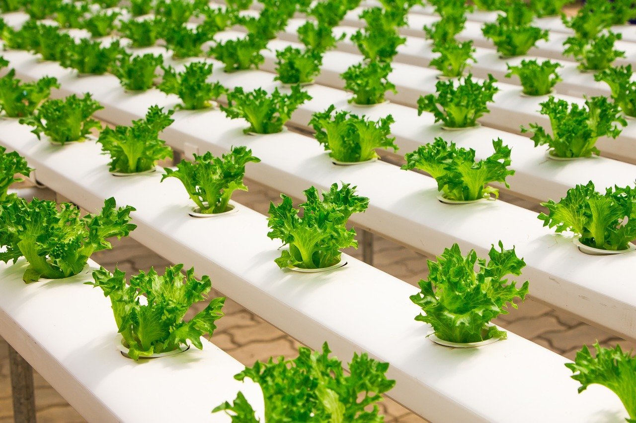 Tripoli Adopts Hydroponic Farming to Boost Drought-Resilient Food Systems