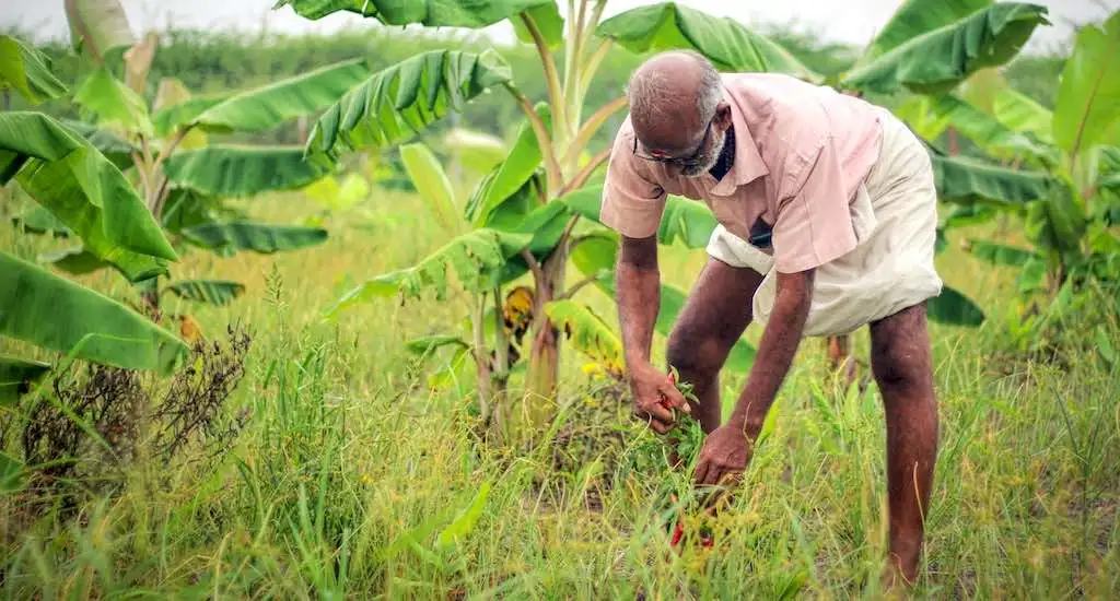 Nagpur Farmers Diversify into Sericulture, Generate Sustainable Income Surge