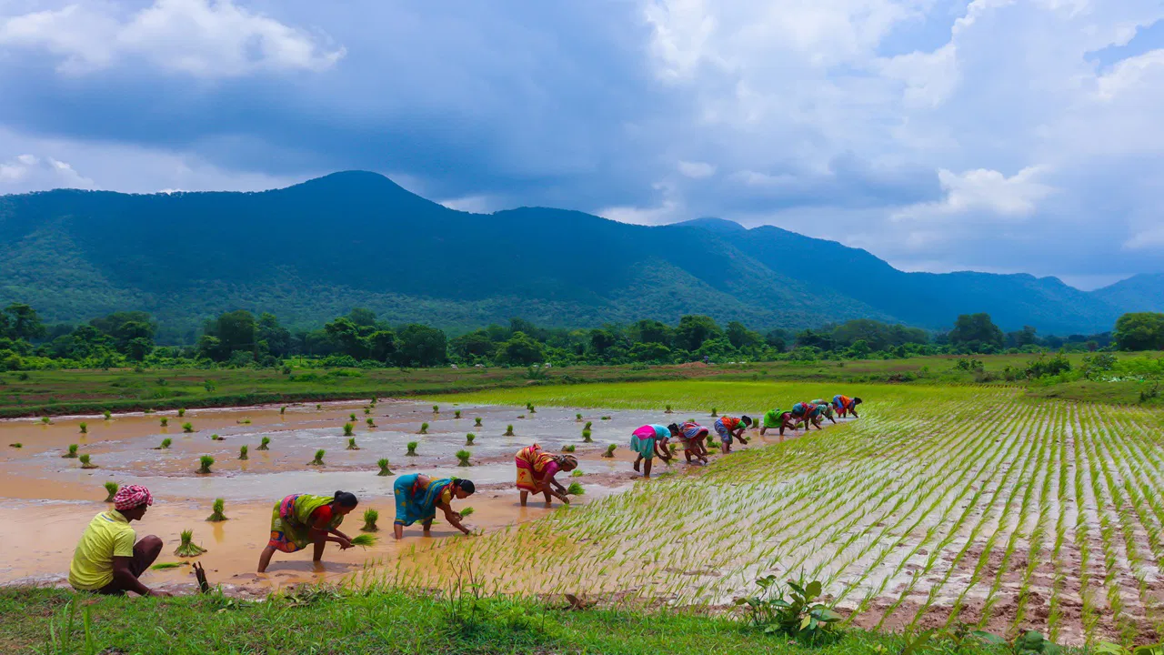 Andhra Pradesh Kharif Crop Acreage Rises Amid Early Rainfall And Water Supply