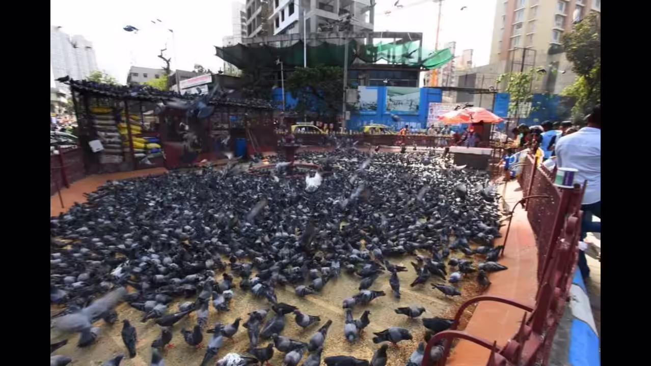Mumbai Faces Legal Storm Over Pigeon Feeding Ban Fines And Protests