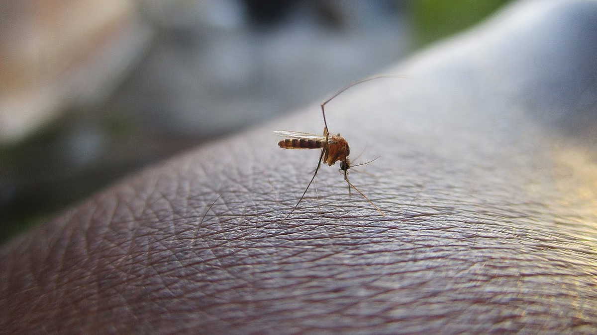 Surat Hospitals Flagged For Mosquito Breeding Risk