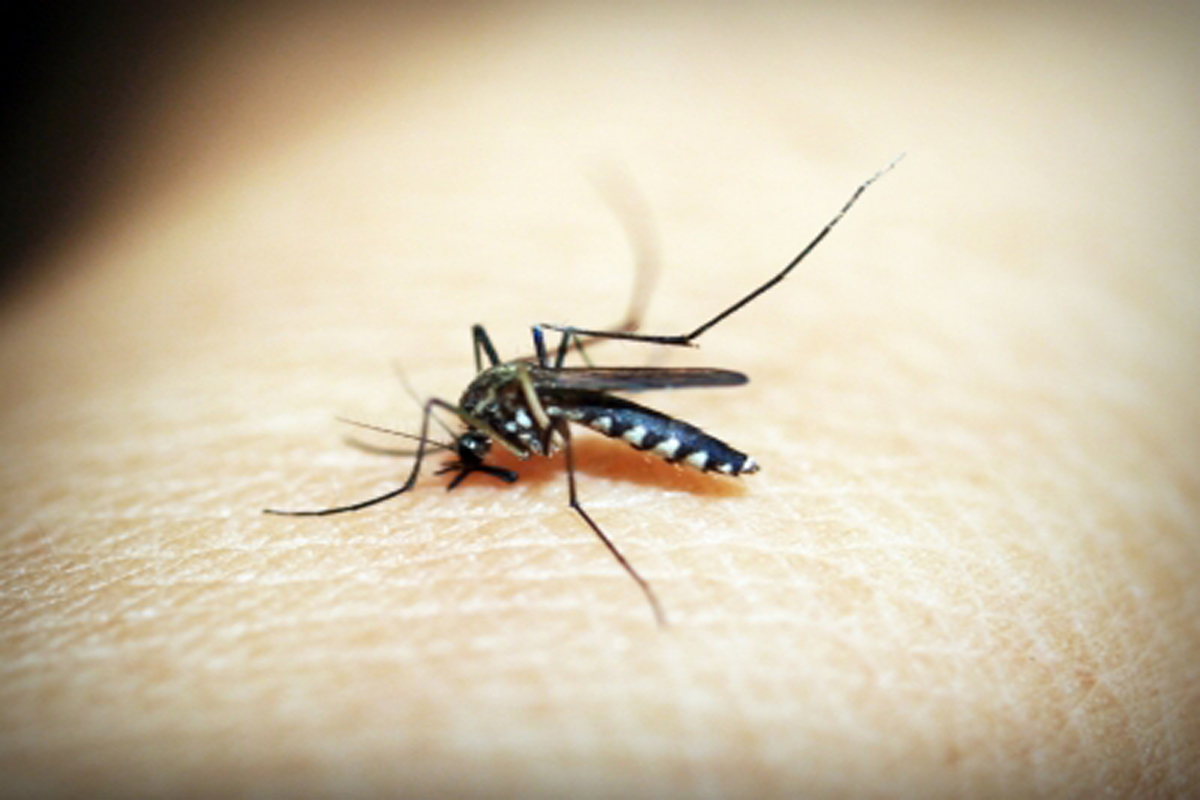 New Delhi Reports 36 Malaria Cases Highest Weekly Surge In Years