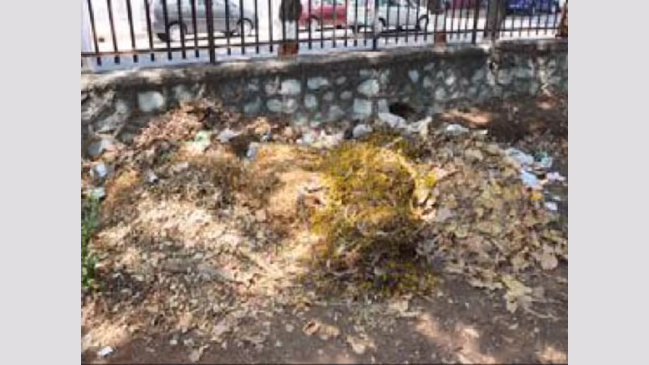 Vashi Residents Fear Epidemic as Garbage Collection Fails Over A Month