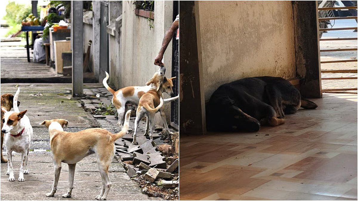 Thane Municipal Corporation Rolls Out Stray Dog Vaccination Program With Colour Coded IDs