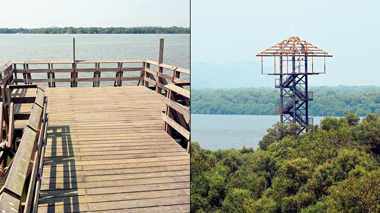 Mumbai Gorai Mangrove Park Opening Delayed Ahead Of BMC Elections