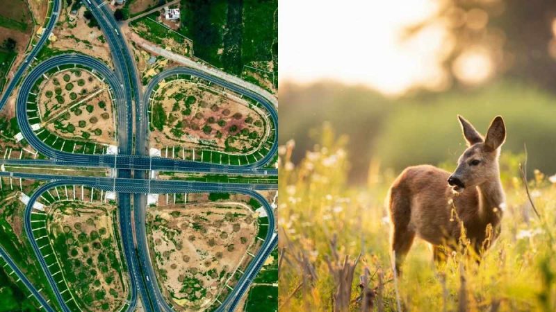 Bengaluru Chennai Expressway Adds Animal Corridor