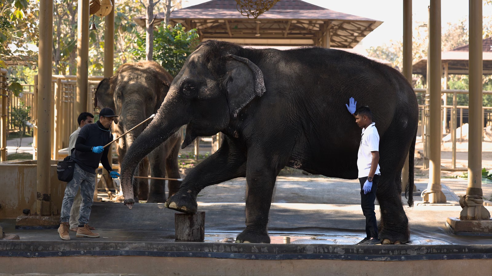 Ahmedabad Expands Urban Animal Care Infrastructure