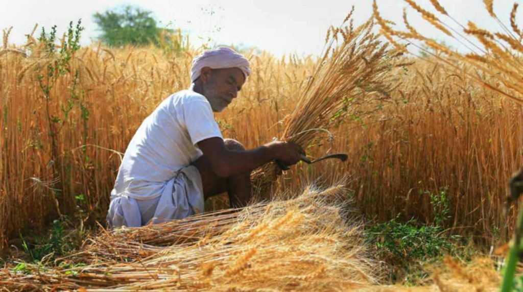 Maharashtra Paddy Procurement Demand Rises for Farmers