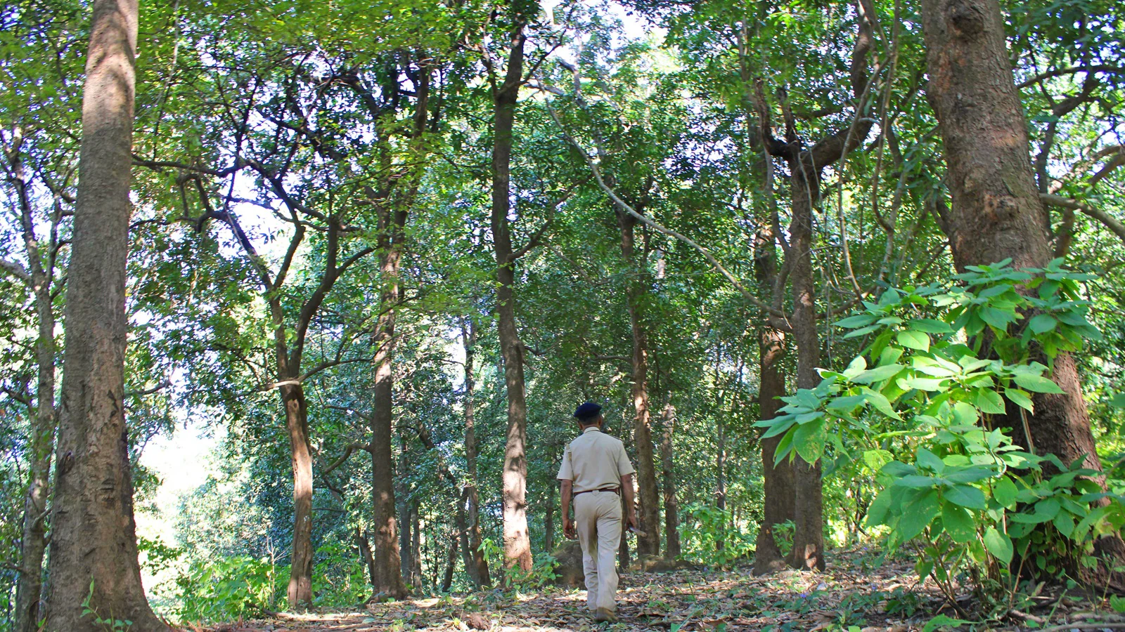 Maharashtra Forest Employees Form New Body For Job Security