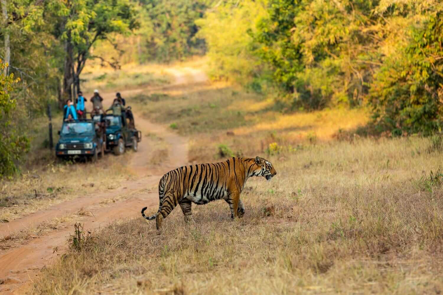 Maharashtra Tadoba Reserve Blends Wildlife With Heritage