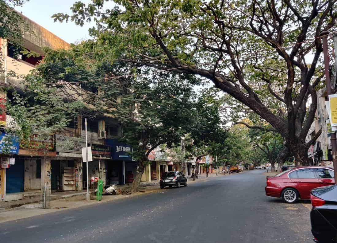 Chennai Road Project Impacts Century-Old Tree Canopy